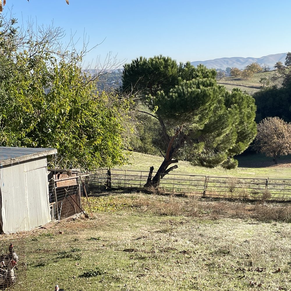 Ecology Tree Care - Before - Tree Services Near Me Ecology Tree Care - Before - Tree Services Near Me