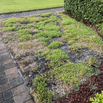 Peninsular Pest Control - a patch of grass in the middle of a brick walkway - Pest Control Near Me - Jacksonville, Florida Peninsular Pest Control - a patch of grass in the middle of a brick walkway - Pest Control Near Me - Jacksonville, Florida
