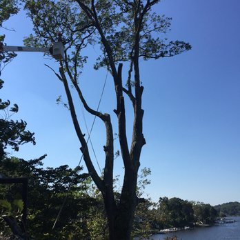 Bartons Tree Care - Utilizing bucket truck to assist in removal of large - Tree Services Near Me - Crofton, Maryland Bartons Tree Care - Utilizing bucket truck to assist in removal of large - Tree Services Near Me - Crofton, Maryland