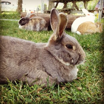 Henry's Rabbit Ranch Home - Ranches Near Me - Staunton, Illinois