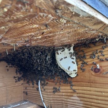 Raul The Bees Guy - More infestation - Pest Control Near Me Raul The Bees Guy - More infestation - Pest Control Near Me