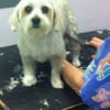 Horizon Pet Boarding & Grooming gift card