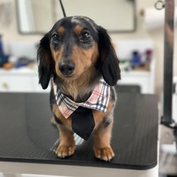 Lafleur Pet Grooming