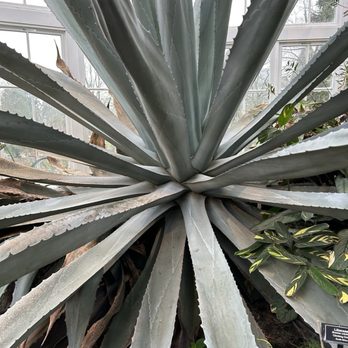 W W Seymour Conservatory - Botanical Gardens Near Me - Tacoma, Washington W W Seymour Conservatory - Botanical Gardens Near Me - Tacoma, Washington