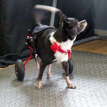 K9 Carts - Pet Services Near Me - Freeland, Washington K9 Carts - Pet Services Near Me - Freeland, Washington