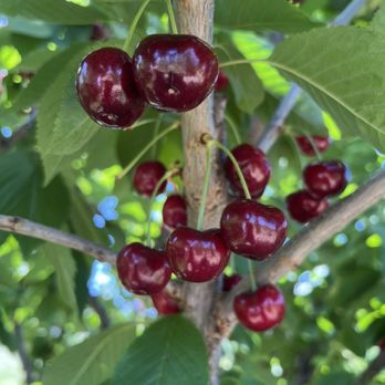 Packer Orchards & Bakery - Bakeries Near Me - Hood River, Oregon