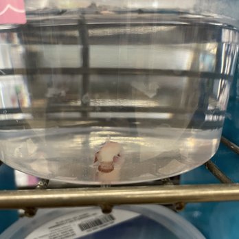 Petco - Dead baby girl betta, still on shelf - Pet Groomers Near Me - Signal Hill, California Petco - Dead baby girl betta, still on shelf - Pet Groomers Near Me - Signal Hill, California