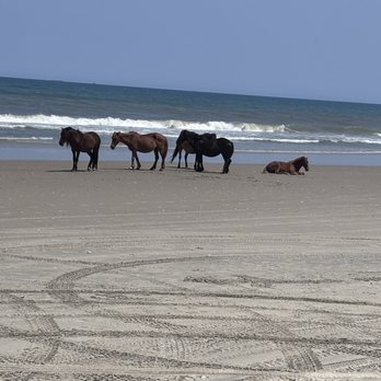 Wild Horse Adventure Tours - Carol, July 1, 2026 - Tours Near Me - Corolla, North Carolina Wild Horse Adventure Tours - Carol, July 1, 2026 - Tours Near Me - Corolla, North Carolina