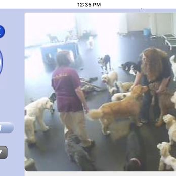 Paws By The Lake - Doggie daycare view - Pet Training Near Me - Avon Lake, Ohio Paws By The Lake - Doggie daycare view - Pet Training Near Me - Avon Lake, Ohio