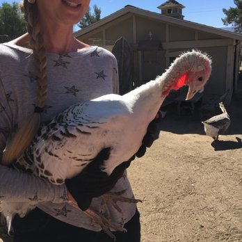 Seein' Spots Farm - Animal Shelters Near Me - Solvang, California Seein' Spots Farm - Animal Shelters Near Me - Solvang, California
