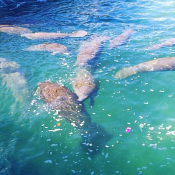 Manatee Lagoon - Baby manatees - Aquariums Near Me - West Palm Beach, Florida Manatee Lagoon - Baby manatees - Aquariums Near Me - West Palm Beach, Florida