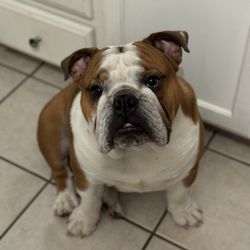 Walgreens - Pet that is inside the story