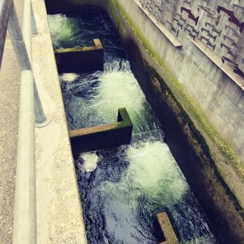Hiram M Chittenden Locks - The fish jump up each level. - Landmarks & Historical Buildings Near Me - Seattle, Washington Hiram M Chittenden Locks - The fish jump up each level. - Landmarks & Historical Buildings Near Me - Seattle, Washington