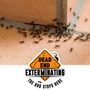 Photo of Dead End Exterminating