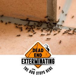 Dead End Exterminating