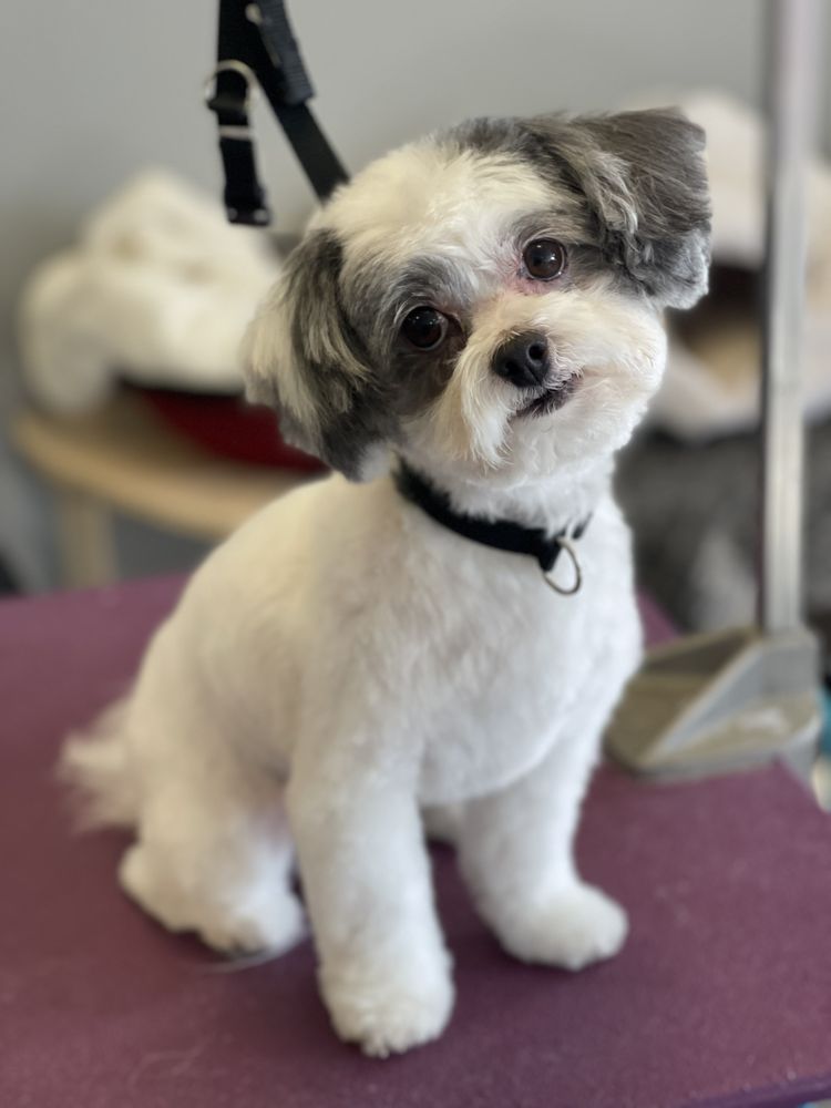 KANINE KUTS INC Updated September 2024 16 Photos 3203 Washington