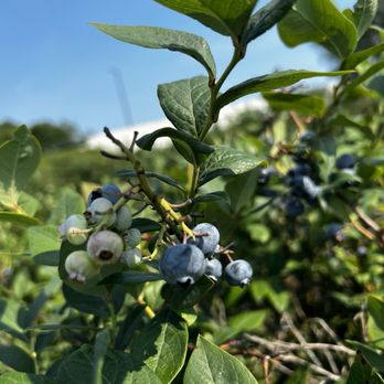 Merrillville Farms - Blueberries - Farmers Market Near Me - Hobart, Indiana Merrillville Farms - Blueberries - Farmers Market Near Me - Hobart, Indiana