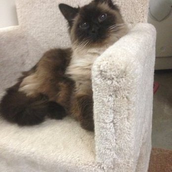 Bend Kitty Lodge - Pet Sitting Near Me - Bend, Oregon Bend Kitty Lodge - Pet Sitting Near Me - Bend, Oregon