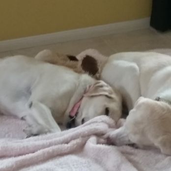 Retrievers and Friends - Millie and Maya - adopted 3 weeks ago. - Pet Adoption Near Me Retrievers and Friends - Millie and Maya - adopted 3 weeks ago. - Pet Adoption Near Me