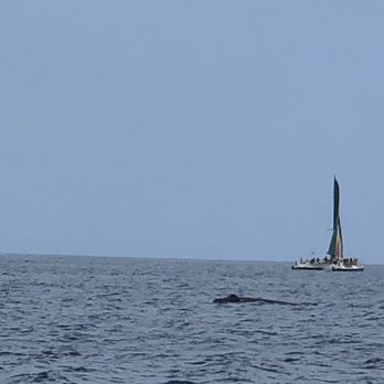 Diamond Head Cruises - Whale family - Snorkeling Near Me - Honolulu, Hawaii