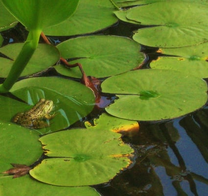 Le Jardin Des Martels