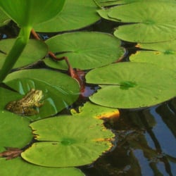 Le jardin des martels - J'attends le prince charmant