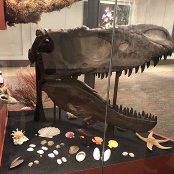 Field Museum - Museums Near Me - Chicago, Illinois
