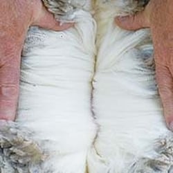 Smartwool Corporation - Merino Wool in natural state
