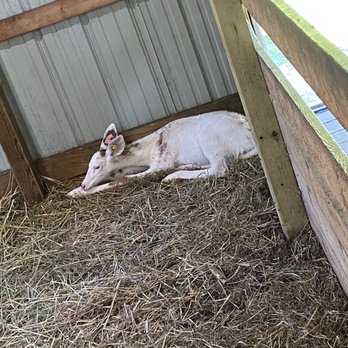 Deer Ranch - Fawn - Amusement Parks Near Me - Saint Ignace, Michigan Deer Ranch - Fawn - Amusement Parks Near Me - Saint Ignace, Michigan