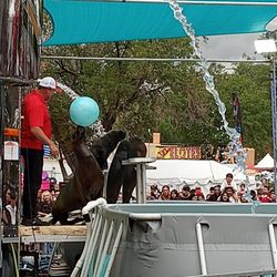 New Mexico State Fair - Sea lion show!