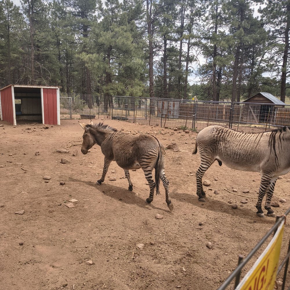 Grand Canyon Deer Farm - Zoos Near Me - Williams, Arizona Grand Canyon Deer Farm - Zoos Near Me - Williams, Arizona