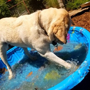 Coastside Pets - Pet Sitting Near Me