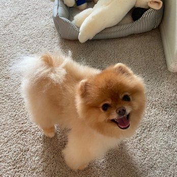 Grooming By V - Pet Groomers Near Me - Alhambra, California