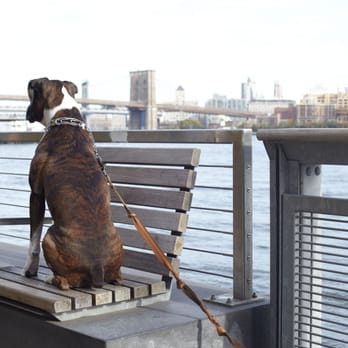 Throw Me A Bone - Pet Training Near Me - Long Island City, New York Throw Me A Bone - Pet Training Near Me - Long Island City, New York