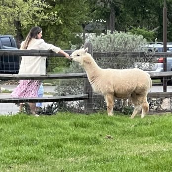 Tillie's - Don't forget to check out the llamas - New American Near Me - Dripping Springs, Texas Tillie's - Don't forget to check out the llamas - New American Near Me - Dripping Springs, Texas