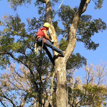P&H Tree Serv & Landscaping - Tree Services Near Me P&H Tree Serv & Landscaping - Tree Services Near Me