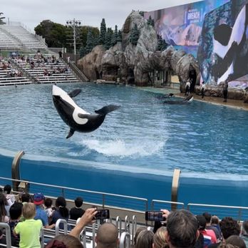 Orca Encounter - BACK FLIP, right in front of us!!! - Amusement Parks Near Me - San Diego, California