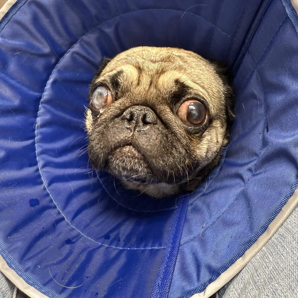 North Shore K-9 - Pet Sitting Near Me - Glenview, Illinois