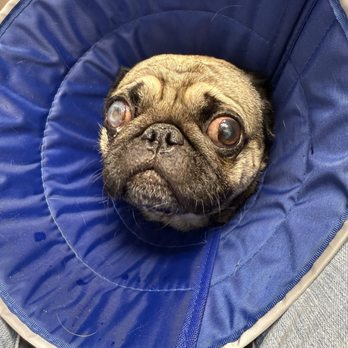 North Shore K-9 - Pet Sitting Near Me - Glenview, Illinois