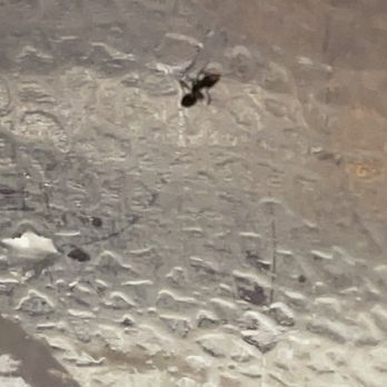 Buffalo Wild Wings - An ant in my goddamn water - Sports Bars Near Me - Gilroy, California