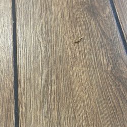 Americas Best Wings - Bug found on floor