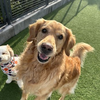 Tefani & So. Dogcare - Pet Sitting Near Me - San Francisco, California Tefani & So. Dogcare - Pet Sitting Near Me - San Francisco, California
