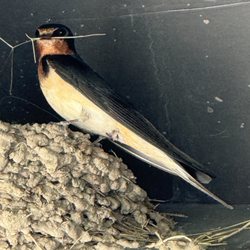 Dwyer Junction Rest Area - Barn swallows rest too.