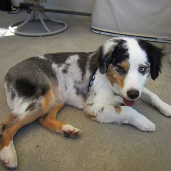 Q d Doggie - Our mini Aussie post "summer cut" - so handsome! - Pet Groomers Near Me - Lake Forest, California