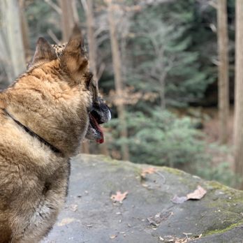 Kraftwerk k9 - Perfect hiking companion. No leash needed. - Pet Training Near Me - Rochester, Washington Kraftwerk k9 - Perfect hiking companion. No leash needed. - Pet Training Near Me - Rochester, Washington