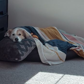 Veterinary Emergency Center - When he got home my kids pampered him and loved on him as he was feeling better. - Veterinarians Near Me - Redlands, California