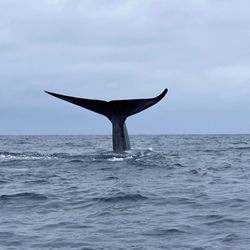 Offshore Blue Adventures - Blue whale fluke