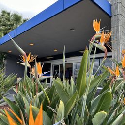 USPS on Chicago Ave. Riverside CA - Bright orange and blue flowers with elongated petals and green foliage are positioned in front of a commercial building. The building features a blue awning, glass doors, and a few visible interior figures. The sky is partly cloudy, and the scene is outdoors, with plants and architectural elements visible.
