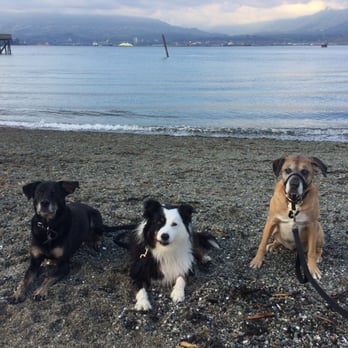 Amherst Veterinary Hospital - Pet Stores Near Me - Vancouver, British Columbia Amherst Veterinary Hospital - Pet Stores Near Me - Vancouver, British Columbia