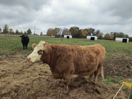 Tiny Hooves Animal Sanctuary by null